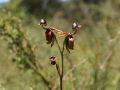 A formosa e extremamente rara orquídea pato voador