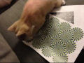 Reação de um gato ante uma ilusão óptica