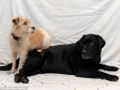 Cãozinho leal agora é o cão-guia de seu cão amigo cego
