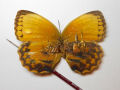 Talentoso artista pinta nas asas da borboleta