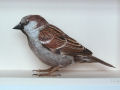 Artista cria incríveis pássaros realistas em papercraft