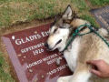 Cão-lobo parece soluçar na sepultura da avó do seu dono