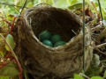 Robins: 4 ovos, 4 semanas