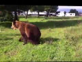 Um urso que faz truques incríveis