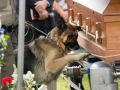 Comovente foto de um cão policial dizendo adeus ao seu parceiro
