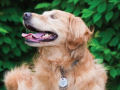 Conheça Dutchess, uma adorável cadela cega que ajuda na terapia de autistas