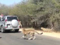 Fuga de filme: um impala salva-se de ser devorado por chitas