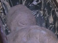 Menino alemão encontra uma múmia egípcia no sótão da casa de sua avó