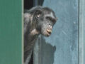 Revisitando o momento emocionante em que macacos de laboratório veem a luz pela primeira em décadas