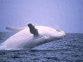 Outro aparecimento estelar de Migaloo, a baleia branca
