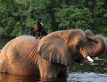 Elefanta e cadela brincam na água