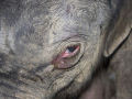 Filhote de elefante chora descontroladamente, depois de ser rejeitado pela mãe