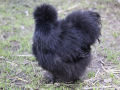 Singularidades extraordinárias de animais extraordinários: a galinha preta silkie