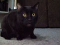 Sylvester, o gato que canta e outros bichos