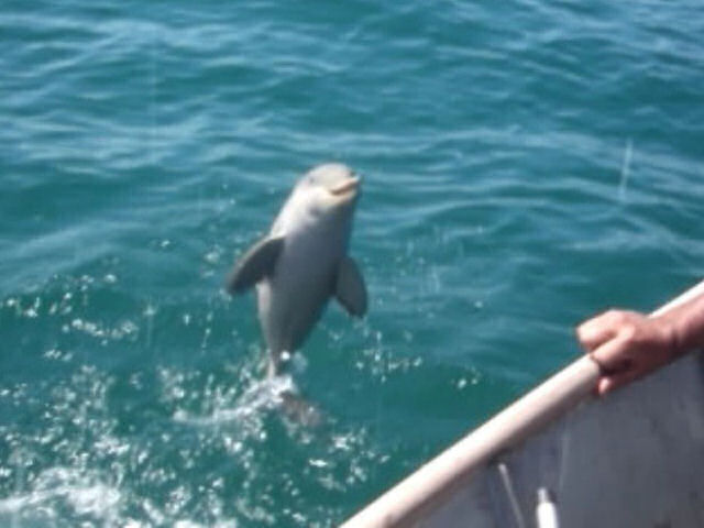 Filhote de golfinho agradece após ser resgatado por pescadores