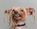 Retratos engraçados de cães molhados por Sophie Gamand