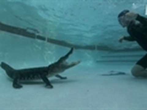 Maluco retira um crocodilo de uma piscina só com suas mãos