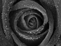 As belíssimas rosas negras de Halfeti
