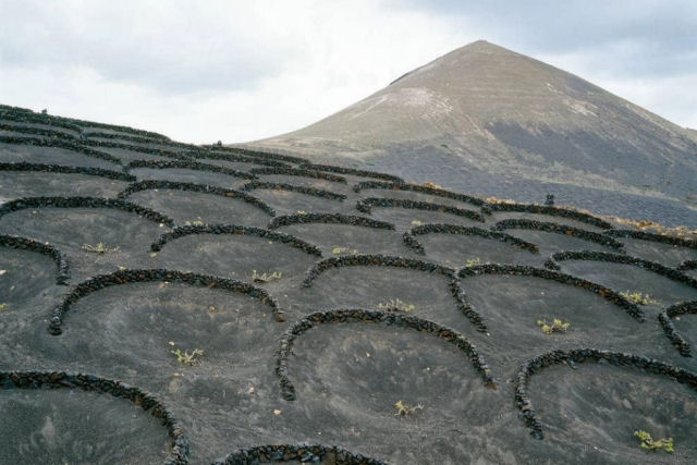 As incrveis videiras vulcnicas da ilha Lanzarote