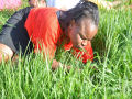 Crentes sul-africanos comem grama para ficarem mais próximos de Deus