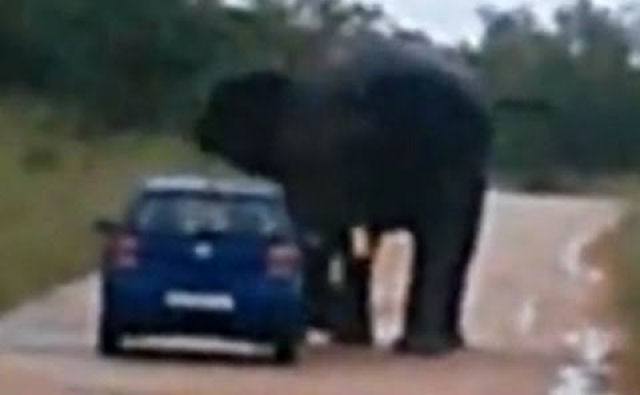 Elefante furioso investe contra um carro no Parque Nacional Kruger
