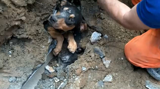 Dramático resgate de um cãozinho preso em uma tubulação em Blumenau