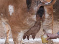 Xim-xim: culto hindu acredita que beber urina de vaca cura o câncer