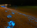 Praia nas Maldivas inundada de fitoplânctons bioluminescentes parece um oceano de estrelas