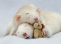 Uma adorável coleção de fotos de ratinhos com ursinhos de pelúcia