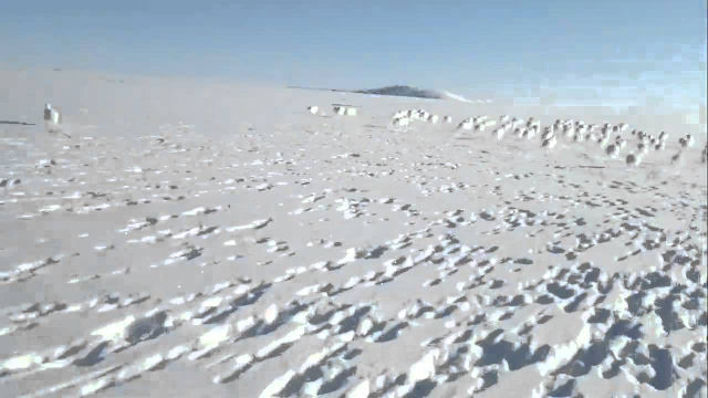 Debandada de coelhos polares, na Sibéria