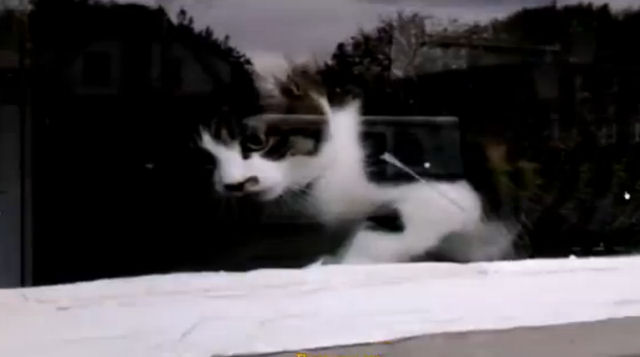 Gato combate carteiro através da ranhura da porta