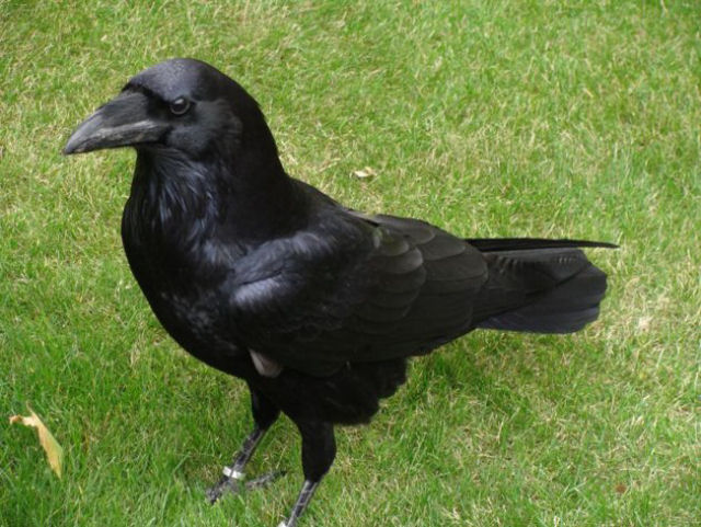 Esse corvo inteligente consegue resolver um quebra-cabea de 8 estgios