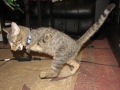 Conheça Mercury, o gatinho de duas patas
