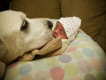 36 fotos reconfortantes de bebês e cães compartilhando um momento especial