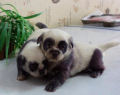 Estes adoráveis filhotes de cachorro parecem miniaturas de pandas
