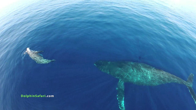 Simplesmente incrível: golfinhos e baleias como jamais vistos antes