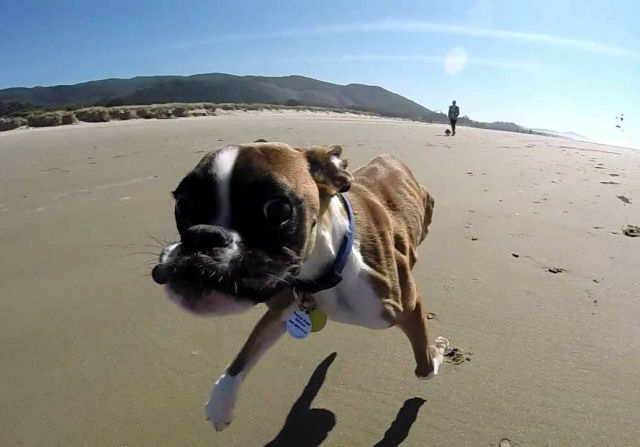 Cãozinho de duas patas vai à praia pela primeira vez