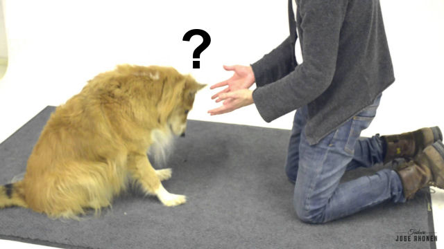 Como os cães reagem ante um truque de magia? 2