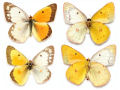 Anomalia genética cria borboletas com belas asas de cores diferentes