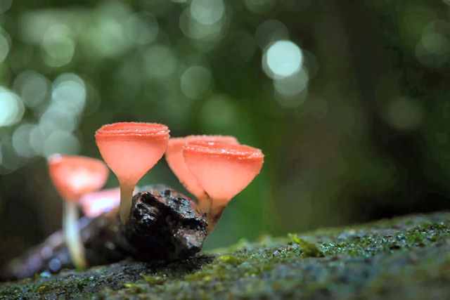 O mgico mundo dos cogumelos de um fotgrafo australiano
