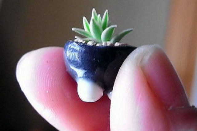 Micro bonsais dão um novo significado para a palavra miniatura