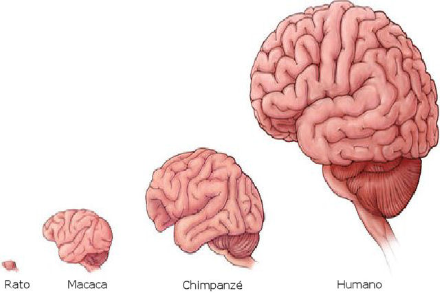 Comparando o crebro humano com o de outras espcies
