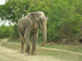 Elefante chora depois de ser resgatado de 50 anos de sofrimento e escravidão