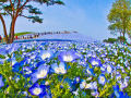 Na primavera, este parque japonês se transforma em um mar de flores azuis