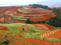Os terraços de terra vermelha de Dongchuan, na China