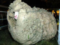 Shrek, a ovelha que fugiu da tosa por 6 anos