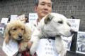 Chineses estão proibidos de comer carne de cachorro até setembro