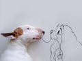 Adorável Bull Terrier estrela criativas ilustrações feitas por seu humano