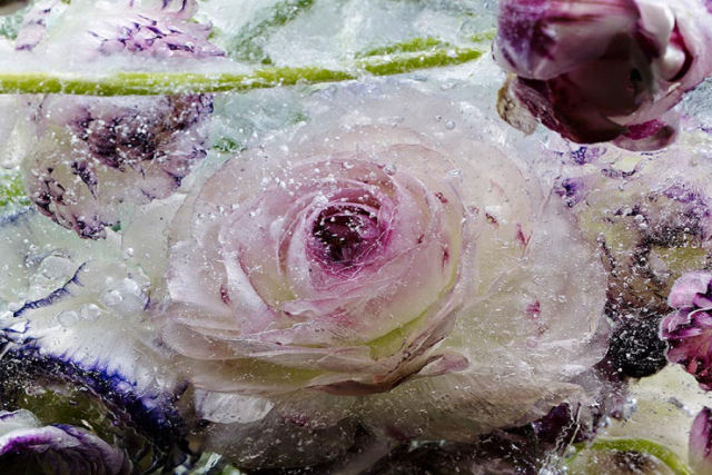 Lindas flores encerradas em blocos de gelo parecem pinturas de aquarelas