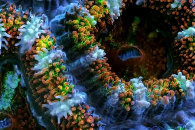 Time-lapse mostra a beleza psicodélica dos recifes de coral como nunca vimos antes
